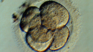 The United Kingdom Has Approved a '3-Parent' Fertility Procedure
